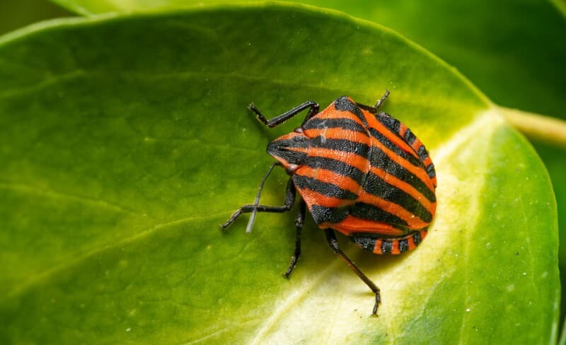 Perfect-10 GitLab bug under attack days after patch lands